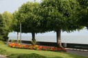 Massifs floraux sur les quais d'Ouchy
