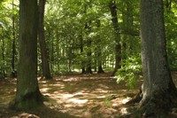 Bois de Sauvabelin