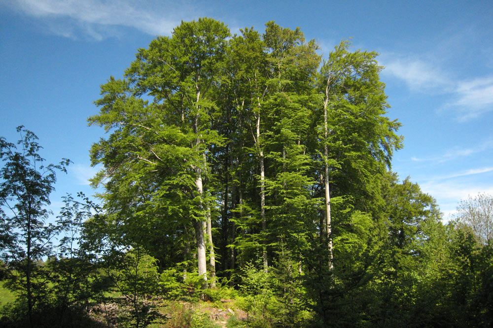 Bosquet d'arbre en lisière, vers Penau