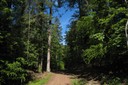 Chemin forestier, longeant le Flon