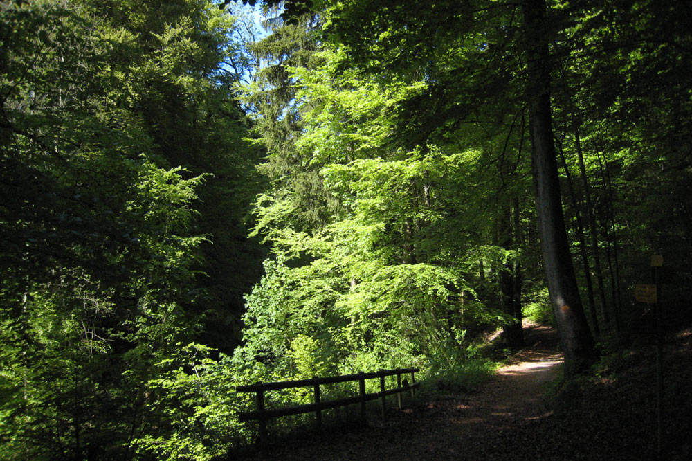 Chemin forestier, Lausanne