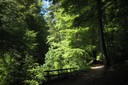 Chemin forestier, Lausanne