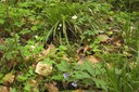 Floraison printanière