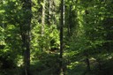 Forêt dans le vallon du Flon