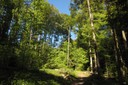 Forêt aux abords de Penau