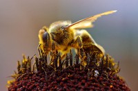 Abeille butinant une fleur