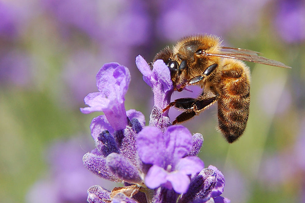 Apis mellifera