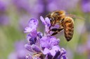 Apis mellifera