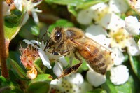 Apis mellifera butinant