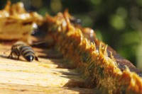 Propolis sur une ruche