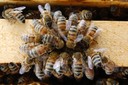 Abeilles Buckfast