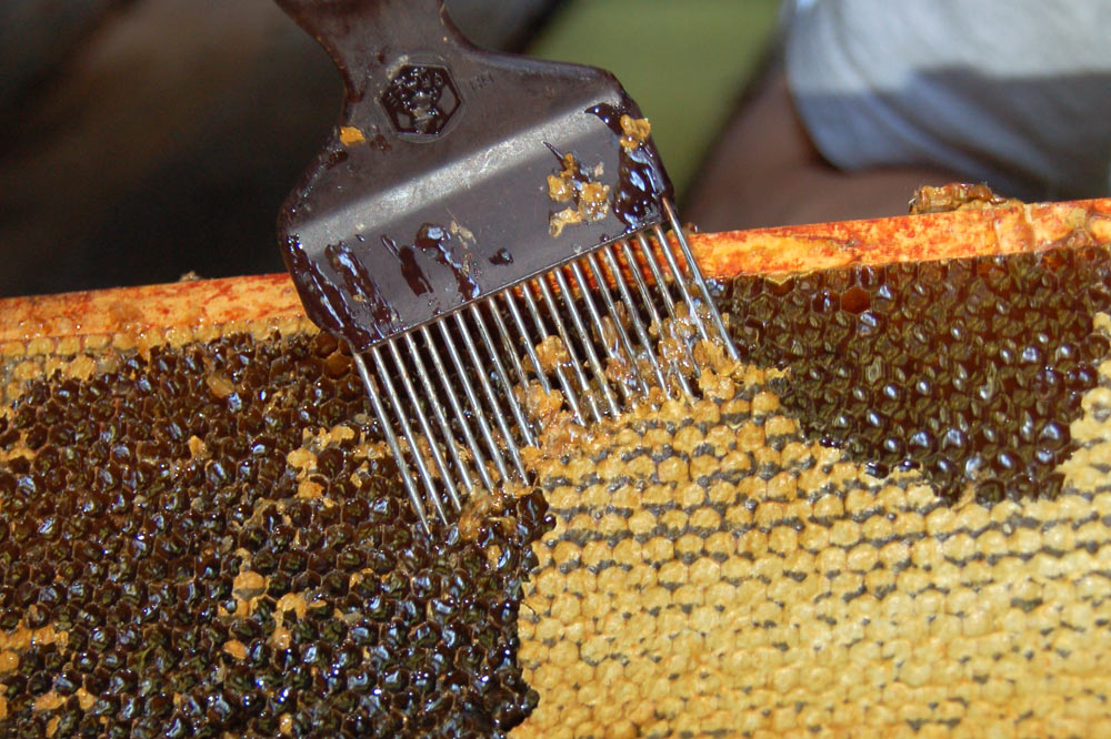 "Fourchette" d'apiculteur