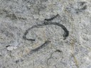 Fossile