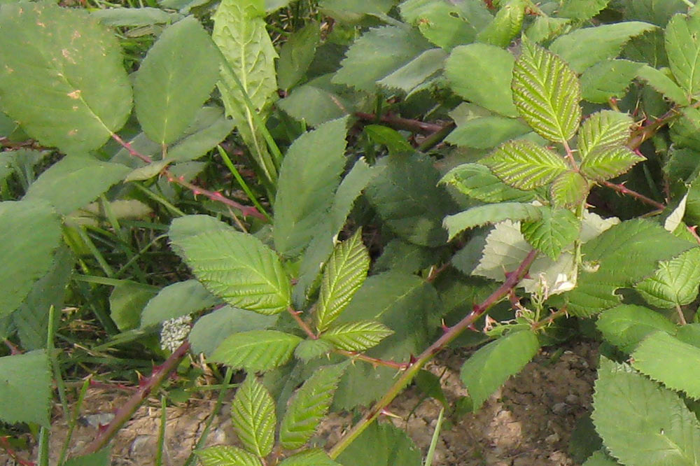 Les plantes à épines représentent un danger pour le bétail