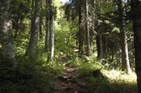 Chemin forestier sur le sentier des alpages