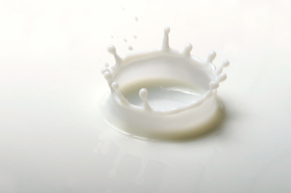 Le lait est conduit directement à la laiterie ou stocké au froid en attendant d’être pris en charge par l’industrie