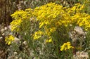 Les plantes toxiques pour le bétail (ici le sénéçon jacobée) doivent être éliminées.