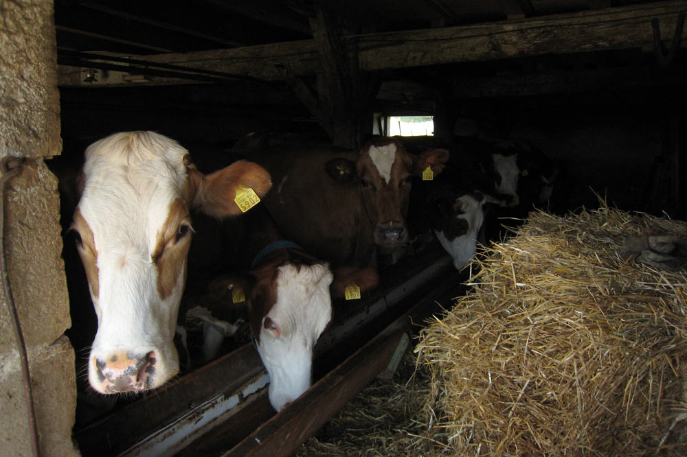 Le bétail nécessite une attention soutenue de la part de l’agriculteur