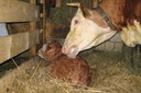 L’agriculteur accompagne également ses vaches lors de leur mise bas, les aidant en cas de besoin