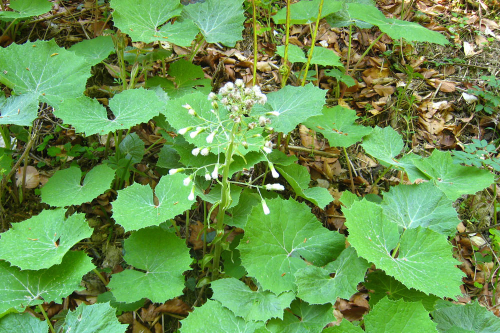 Pétasite blanc