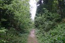 Chemin de forêt