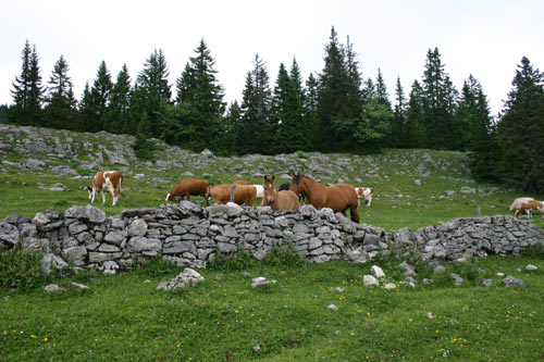 Troupeau de chevaux