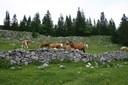 Troupeau de chevaux