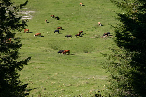 Dolines dans la combe des Begnines