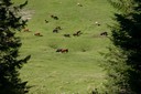 Dolines dans la combe des Begnines