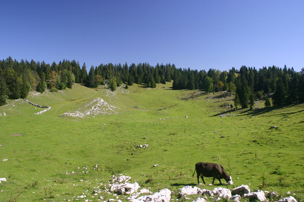 Alpage de l'Arzière