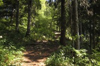 Sentier forestier (Bassins)