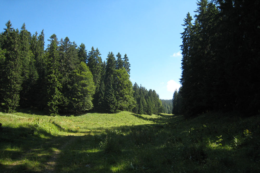 Alpage situé en dessosu de la forêt des Gilles