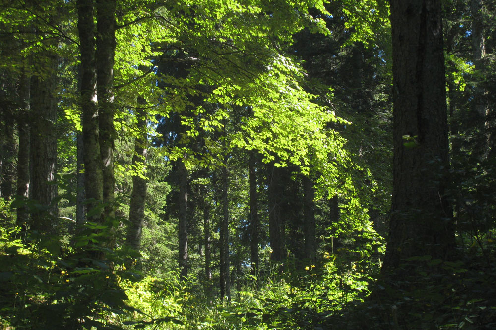 Chemin forestier sur le tour panormaique de la commune de Bassins